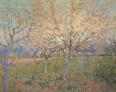 Vincent Van Gogh Orchard with Blossoming Apricot Trees (nn04)_